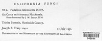 Puccinia extensicola image